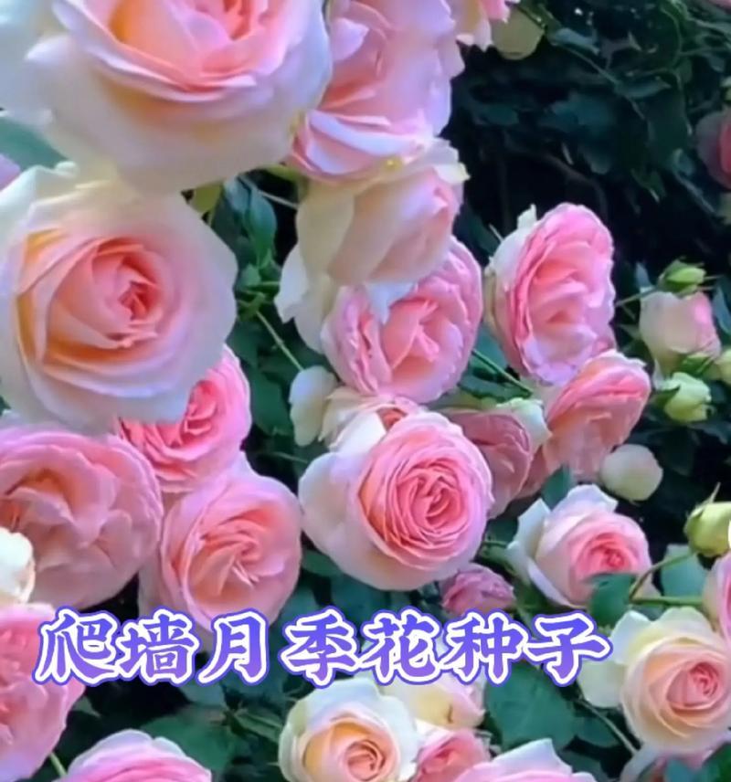 粉色月季花的花语是什么？代表了什么情感？