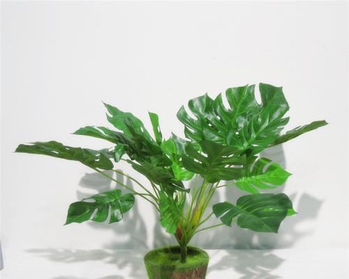 龟背繁殖的方法是什么？如何保证其繁殖成功？