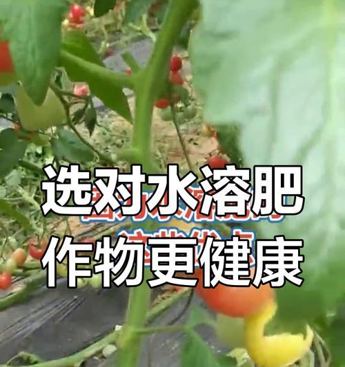 水溶怎么种？水溶性肥料的正确使用方法是什么？