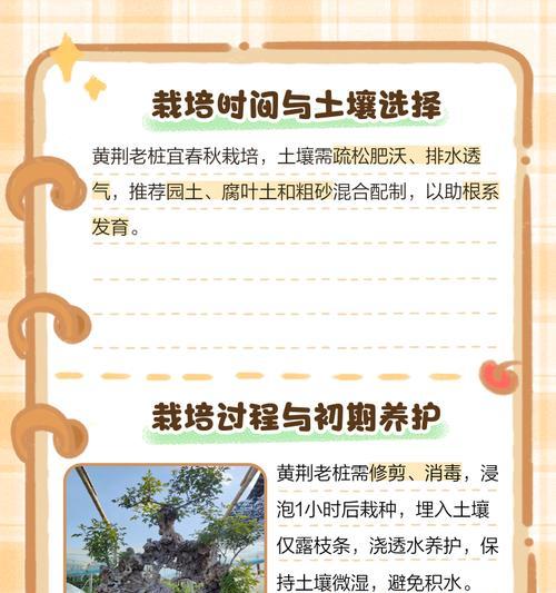 树桩选择的标准和技巧有哪些？