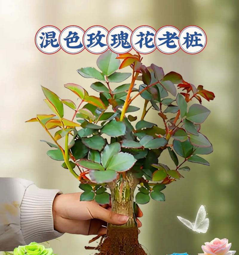 四季玫瑰花的养殖技巧有哪些？如何保持四季开花？