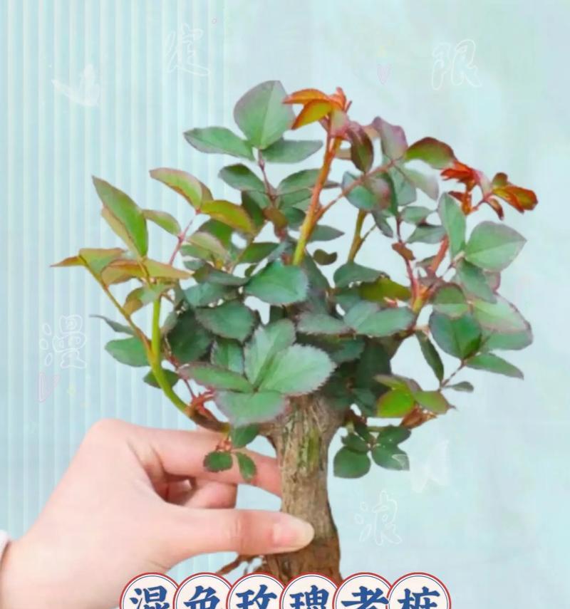 四季玫瑰花的养殖技巧有哪些？如何保持四季开花？