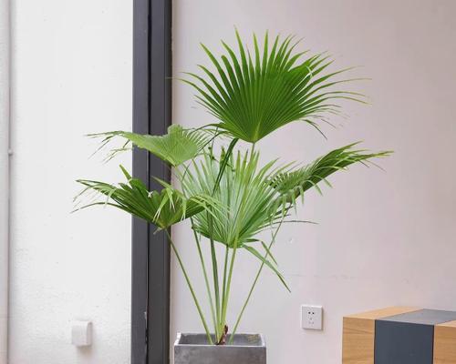 哪些植物能净化空气？它们的净化效果如何？