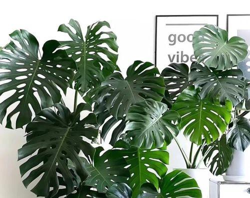 哪些植物能净化空气？它们的净化效果如何？
