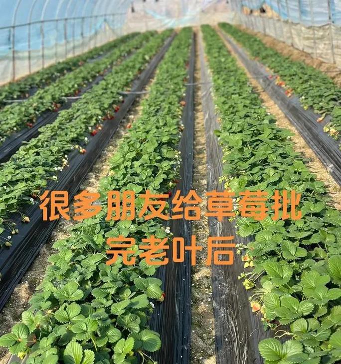 草莓的养殖方法和注意事项有哪些？
