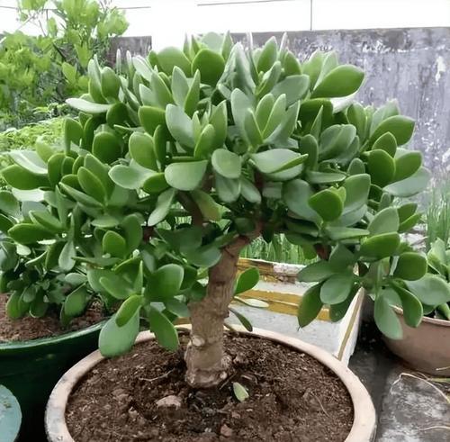 家里适合种什么花草？