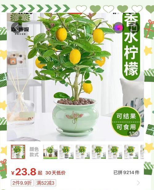 柠檬树种植和养护的技巧有哪些？