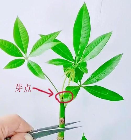 发财树养护的秘诀和常见问题解答？