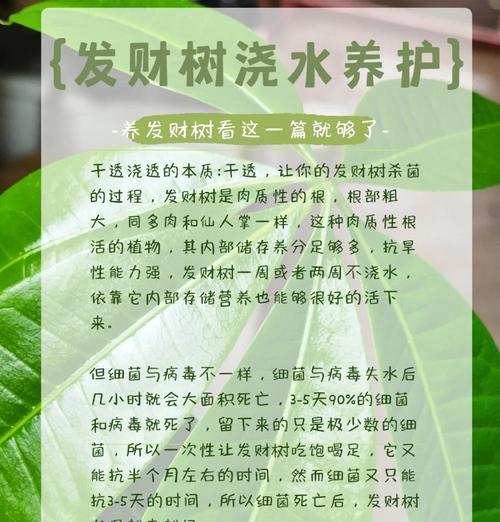 发财树养护的秘诀和常见问题解答？