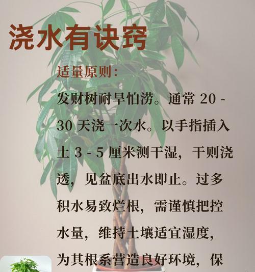 发财树养护的秘诀和常见问题解答？