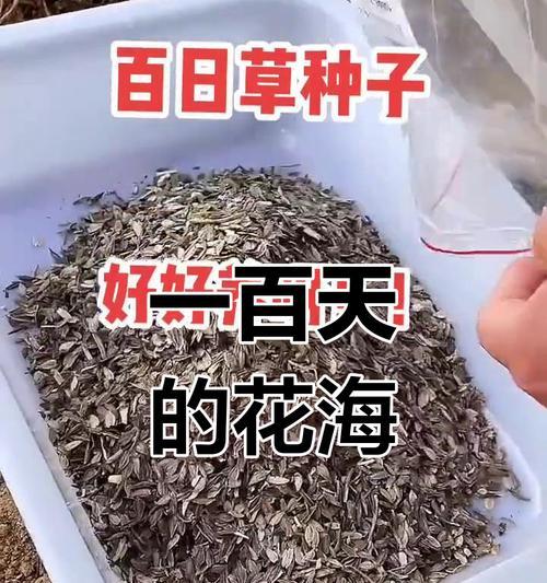百日草的繁殖方法有哪些？
