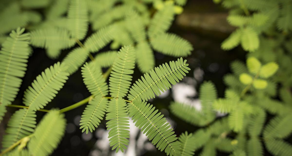 含羞草品种有哪些？如何选择和养护含羞草品种？