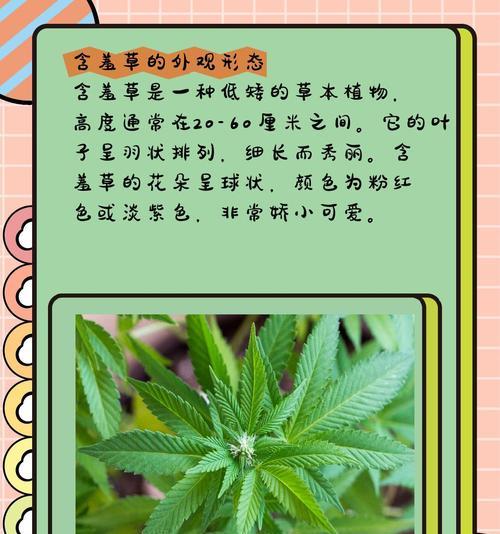 含羞草品种有哪些？如何选择和养护含羞草品种？