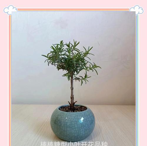 迷迭香盆栽有什么好处？迷迭香盆栽对家居环境有哪些益处？