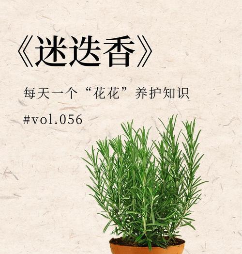 迷迭香盆栽有什么好处？迷迭香盆栽对家居环境有哪些益处？