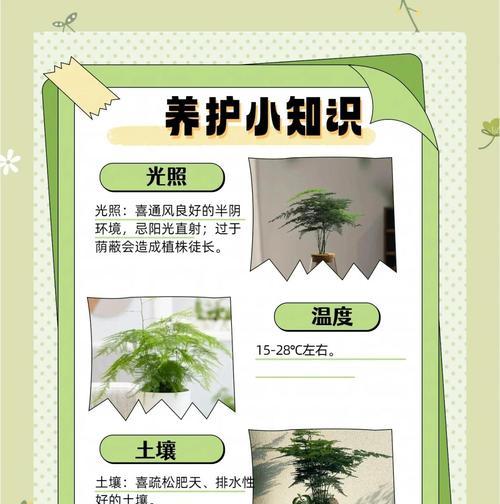 观赏竹的正确养护技巧有哪些？