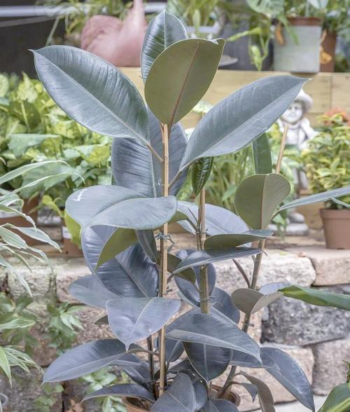 绿金刚植物的正确养护方式是什么？绿金刚植物的养殖要点是什么？