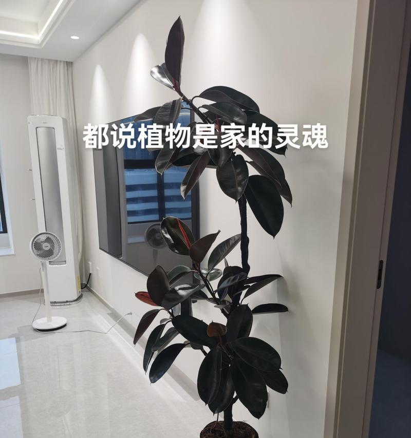 绿金刚植物的正确养护方式是什么？绿金刚植物的养殖要点是什么？