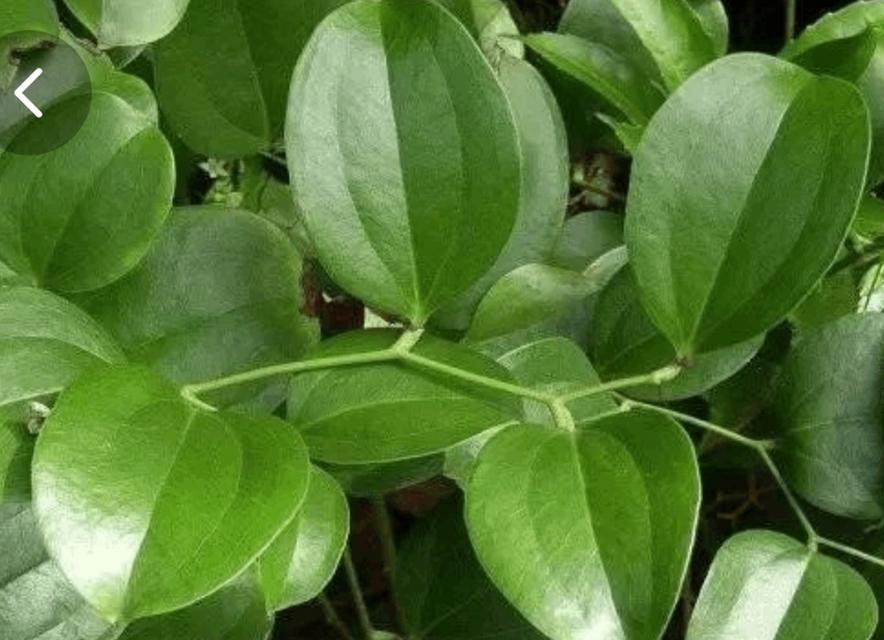 绿金刚植物的正确养护方式是什么？绿金刚植物的养殖要点是什么？