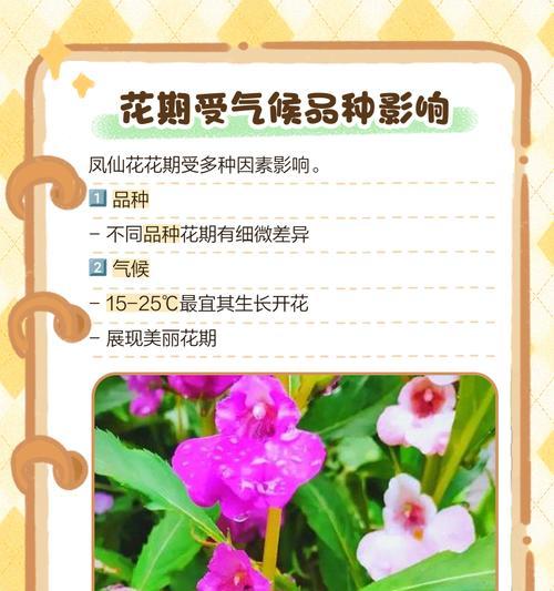 凤仙花修剪方法是什么？修剪凤仙花有哪些注意事项？