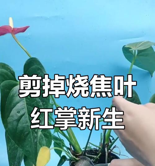 红掌叶修剪技巧有哪些？怎样修剪才能促进生长？
