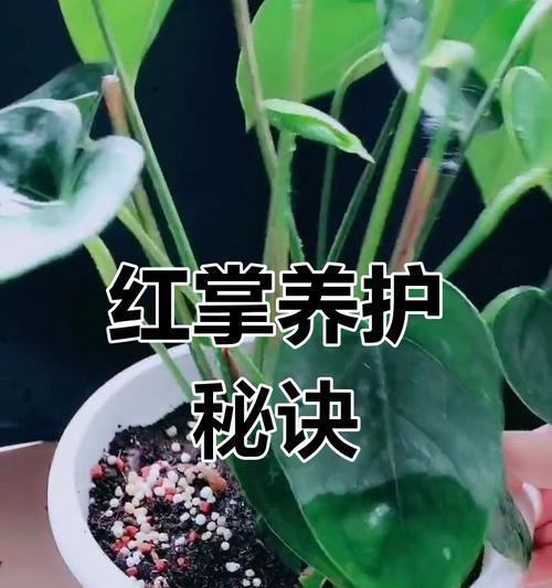 红掌叶修剪技巧有哪些？怎样修剪才能促进生长？