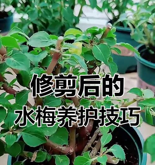 梅花怎么剪？梅花修剪的方法和注意事项有哪些？