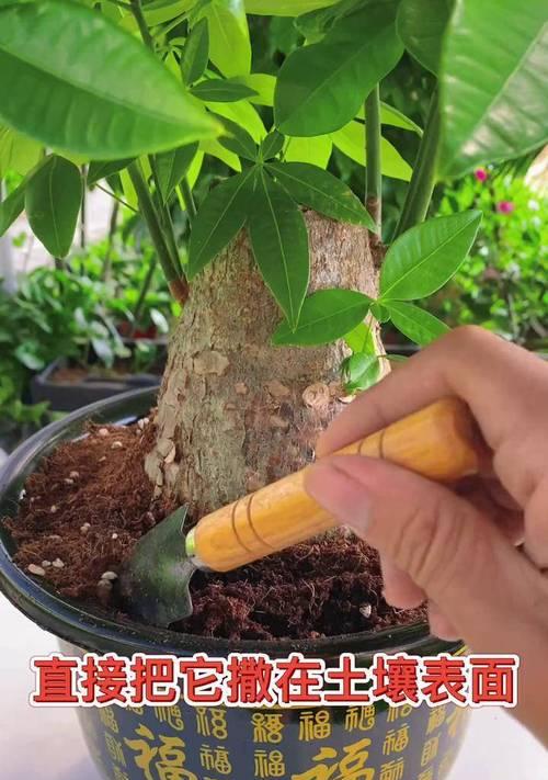 绿植施肥的正确方法是什么？如何避免施肥不当？
