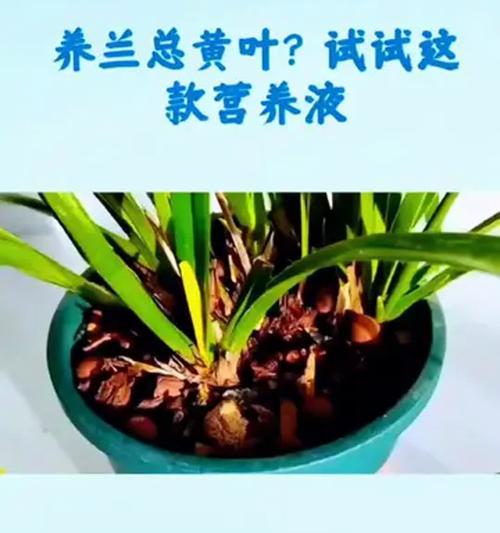 绿植施肥的正确方法是什么？如何避免施肥不当？