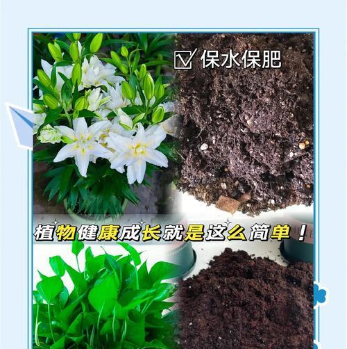 泥炭土适合种植哪些花卉？
