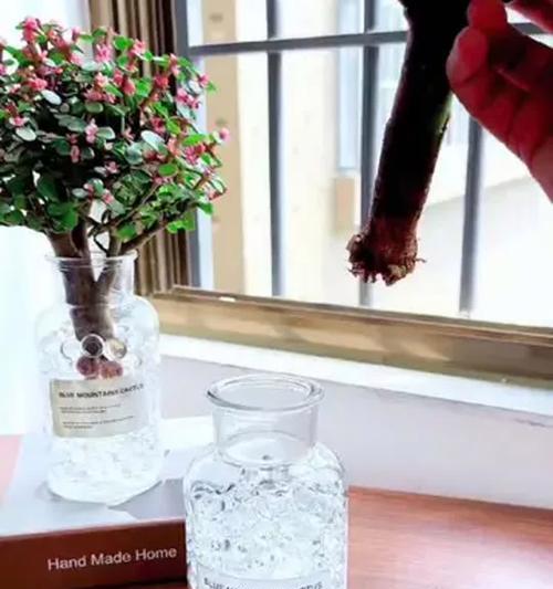 水培植物有哪些？如何打造你的水培花园？