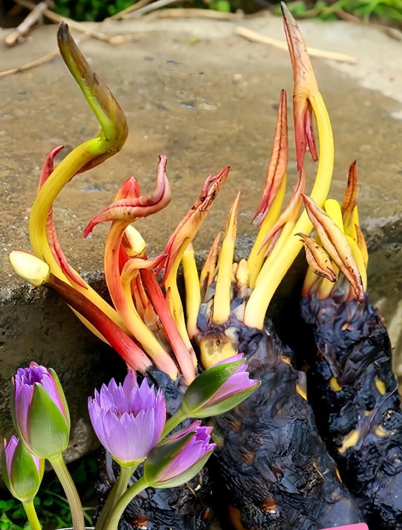 水培植物有哪些？如何打造你的水培花园？