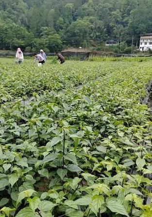 树苗施肥的正确方法和注意事项？