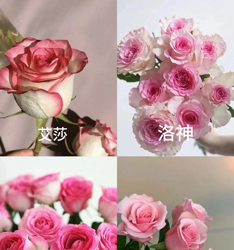 花品种玫瑰中哪些最香？如何挑选玫瑰品种？