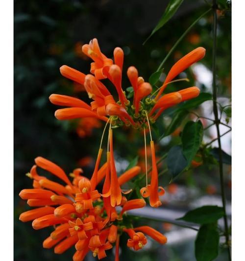 炮仗花有几个品种？炮仗花的养护和繁殖方法是什么？