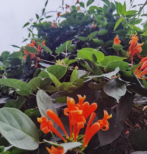 炮仗花有几个品种？炮仗花的养护和繁殖方法是什么？