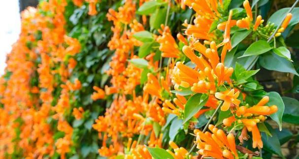 炮仗花有几个品种？炮仗花的养护和繁殖方法是什么？