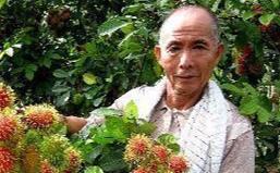 红毛丹种植需要注意哪些事项？