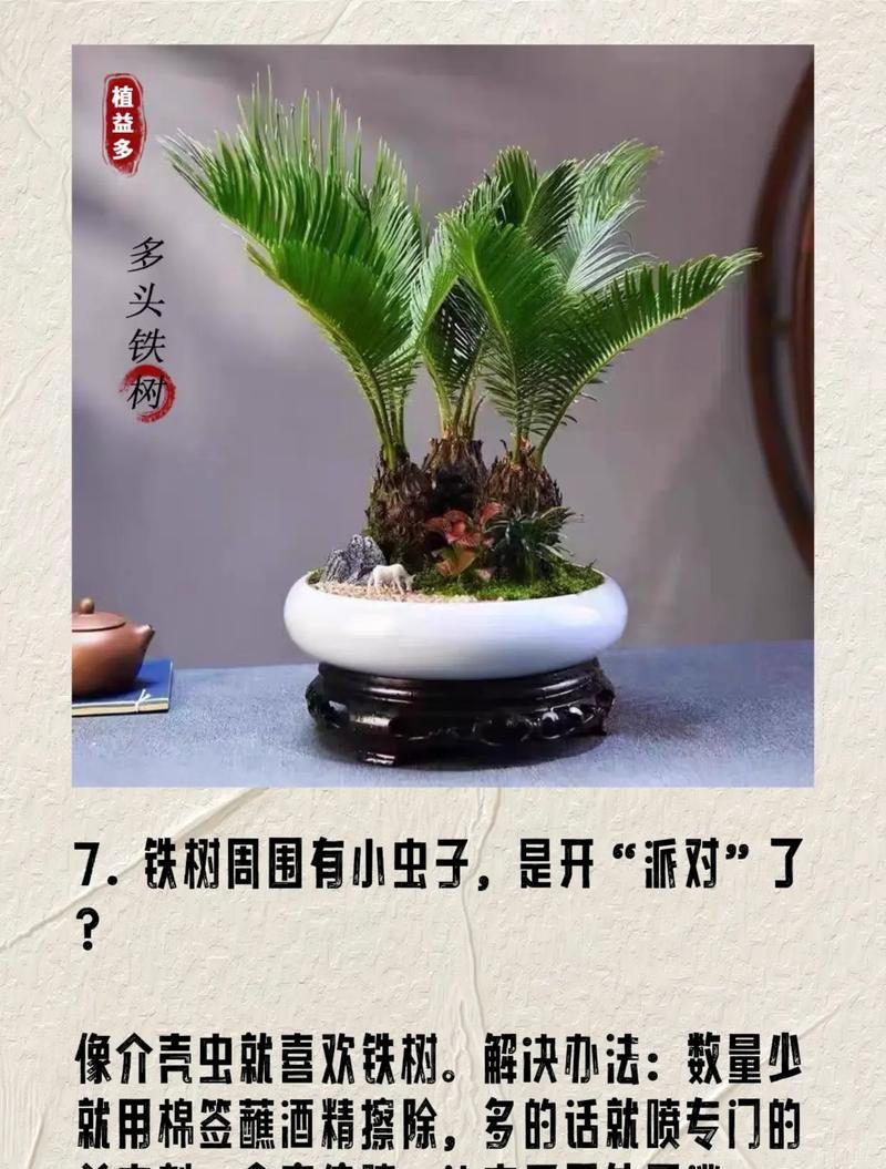 红铁树的养护技巧有哪些？