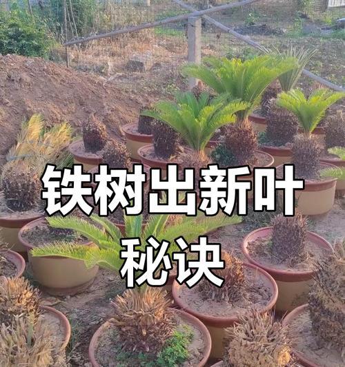 红铁树的养护技巧有哪些？