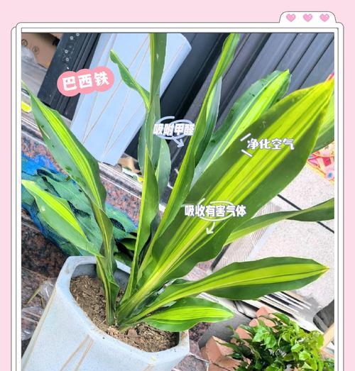 红铁树的养护技巧有哪些？