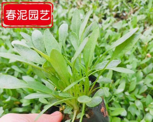金鸡菊的用途和功效有哪些？