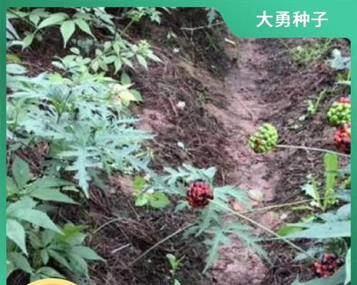竹根种植步骤详解？