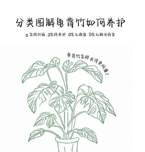 竹根种植步骤详解？