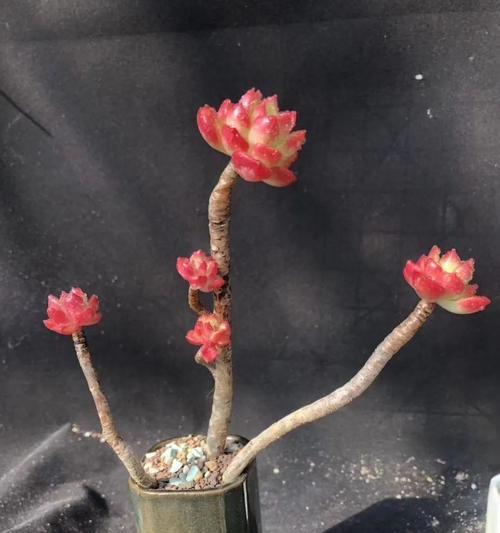 蒂亚植物的养护技巧有哪些？