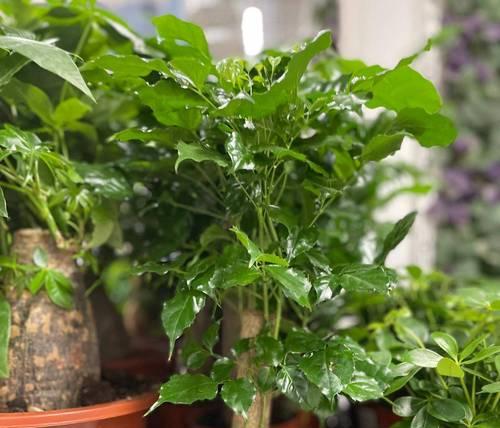 养什么花可以美化家居环境？好看又好养的花卉推荐？
