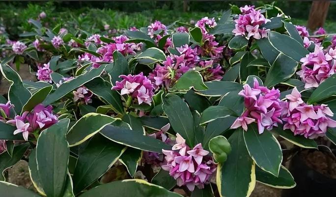 养什么花可以美化家居环境？好看又好养的花卉推荐？