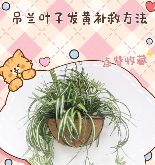 吊兰叶尖发黄的原因及解决方法是什么？