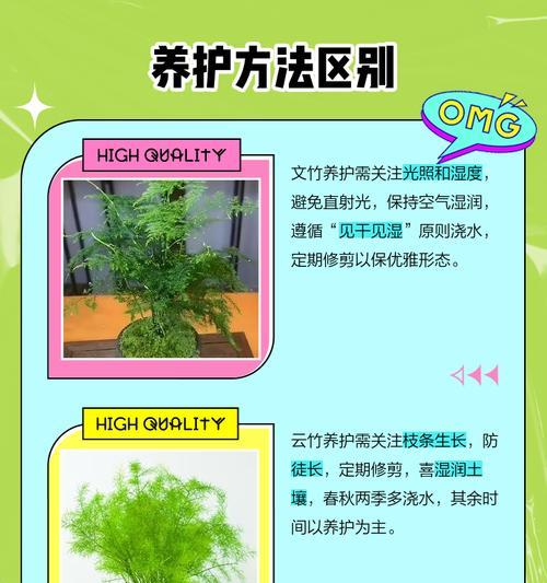 小文竹的养殖方法和注意事项是什么？