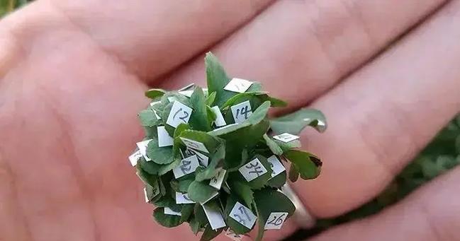 三叶草种植方法是什么？